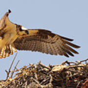 Osprey Hovering Above Nest Art Print