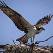 Osprey In Nest 1 Art Print