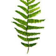 Ostrich Fern Art Print