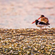 Oyster Catchers Art Print