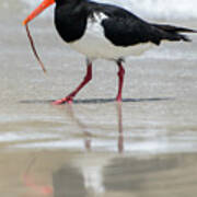 Oystercatcher 03 Art Print