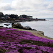 Pacific Grove In May Art Print