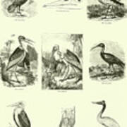 Page From The Pictorial Museum Of Animated Nature Art Print