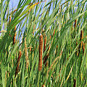 Painted Bulrushes Art Print