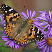 Painted Lady Butterfly And Aster Flowers 6x3 Art Print