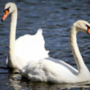 Painted Mute Swans Of Lake Junaluska North Carolina Ii Art Print