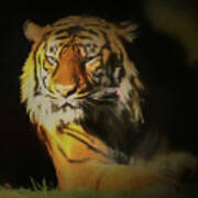Painted Tiger Art Print