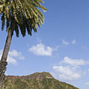 Palm Tree And Diamond Head Art Print