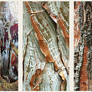 Palm Tree Bark Triptych Art Print