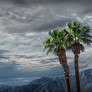 Palm Trees By Borrego Springs In The Anza-borrego Desert State Park Art Print