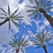 Palm Trees Looking Up 7 Art Print