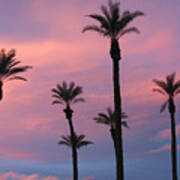 Palms At Sunset Art Print