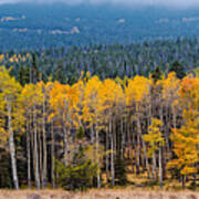 Panorama Of Changing Aspens At Rocky Mountain National Park - Estes Park Colorado Art Print