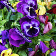 Pansies Art Print