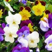 Pansies Art Print