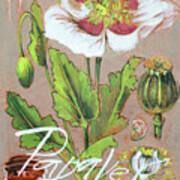 Opium Poppy Papaver Somniferum Art Print