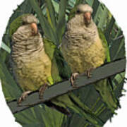 Parakeet Pair Art Print