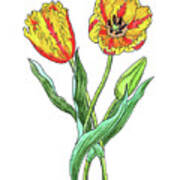 Parrot Tulips Botanical Watercolor Art Print