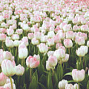 Pastel Pink Tulips- Art By Linda Woods Art Print