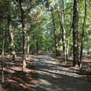 Path Around Lake Art Print