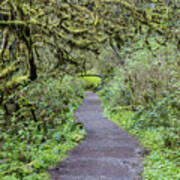 Path In Oregon Forest Art Print