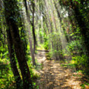 Path In Sunlit Forest Art Print