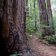 Pathway Through A Redwood Forest On Mt Tamalpais Art Print