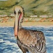 Paula's Pelican Art Print
