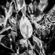 Peace Lily Or Spath Lily Painted Bw Art Print