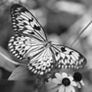 Peaceful Butterfly - Black And White Art Print