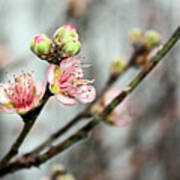 Peach Blossom Art Print