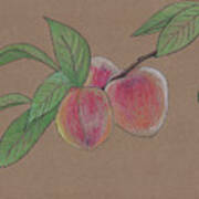 Peach Branch Art Print