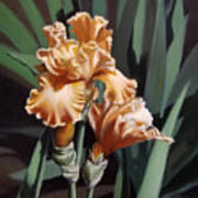 Peach Iris Art Print