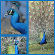 Peacock Collage In Blue Art Print