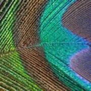 Peacock Feather Close Up Art Print