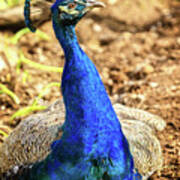 Peacock Profile Art Print