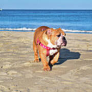 Peanut On The Beach Art Print