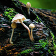 Peek-a-boo Mushroom Art Print