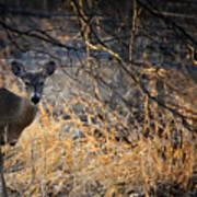 Peeking Whitetail Doe Art Print