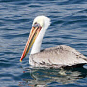 Pelican At Sea Art Print