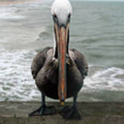 Pelican Beak Art Print