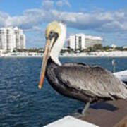 Pelican -florida Art Print