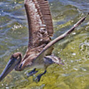 Pelican Taking Off Art Print