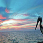 Pelican Sunset Art Print