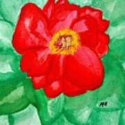 Peony Painting Two Art Print