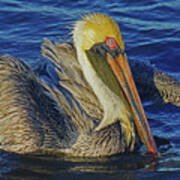 Perky Pelican Ii Art Print