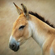 Persian Onager Art Print