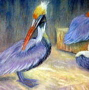 Peruvian Pelicans One  Pastel Art Print