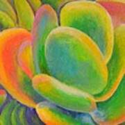 Petales Multicolores Art Print