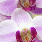 Phalaenopsis Orchid Art Print